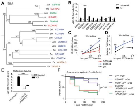 Slc46 Structure 的图像结果