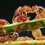 蚁 的图像结果