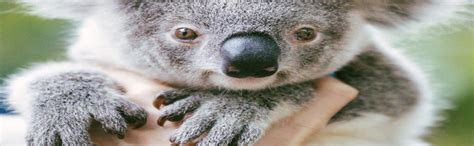 Dreamworld One Day Entry, Gold Coast - Central de Reservas