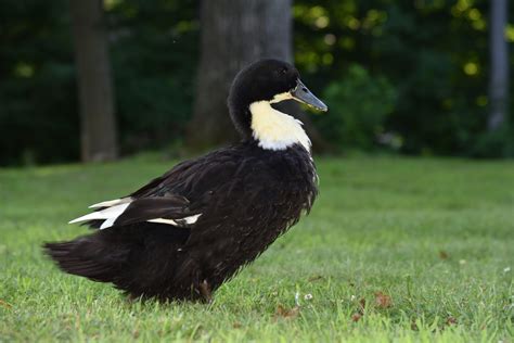 Black Swedish Duck Blue Swedish Duck Male | Chickens For Backyards