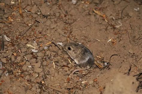Image result for Pocket Mouse Evolution