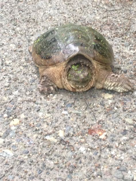 Image result for Snapper Turtle