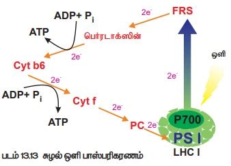 ஒளி பாஸ்பரிகரணம் | Photophosphorylation | in Tamil