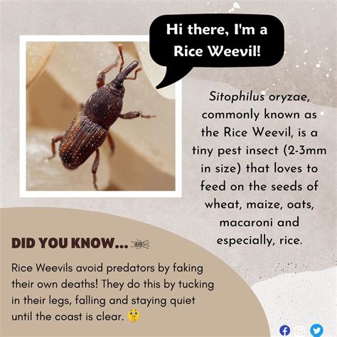 Rice Weevil 的图像结果