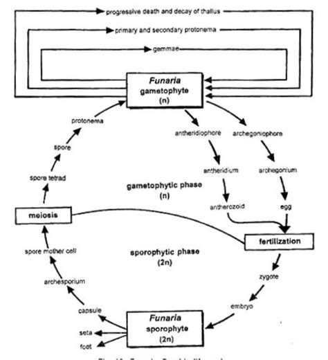 geographical life cycle of funaria - Brainly.in