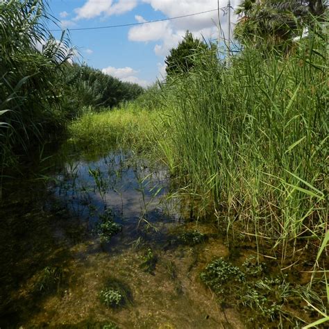 GREAT REMA OF RAFINA (2026) All You Need to Know BEFORE You Go (with ...