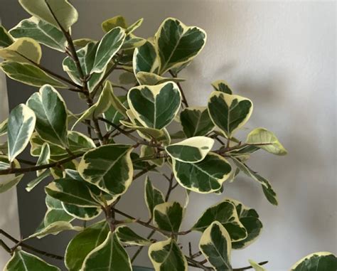 Image result for Ficus Triangularis Variegata Humidity