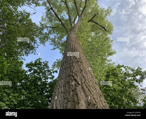 Image result for Tall Tree Tops