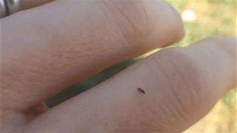 The tiny black bug with a huge bite | 10tv.com