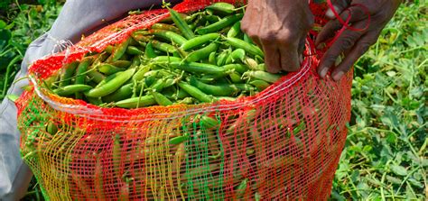 Centre's Allocation to Rural Economy Paints a Nuanced Picture of its ...