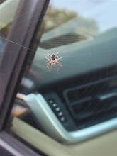 A large spider partially hidden inside a car's air conditioning vent, illustrating a common hiding spot and how to get rid of spiders in my car.