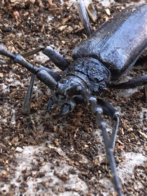 Animalito en la madera. Que es ? - General - Foromadera
