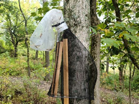 Lantern Fly Traps with Netting 的图像结果