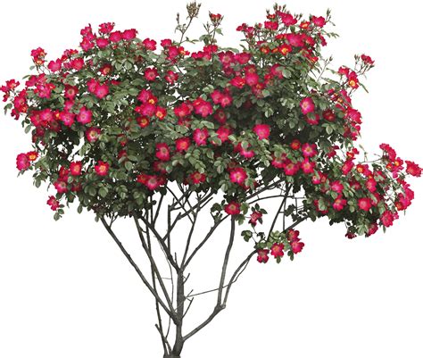 Red Flowers Bush transparent PNG - StickPNG