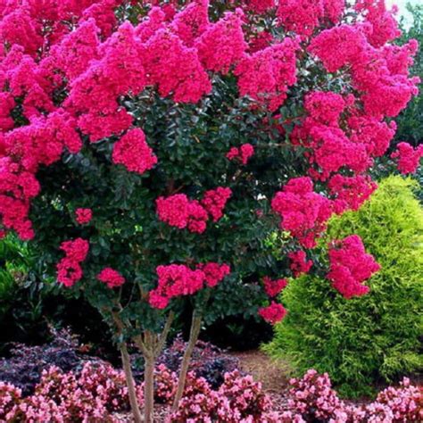 Amazon.com : Electric Pink Passion™ Crape Myrtle ~ Southern Charm Crape ...