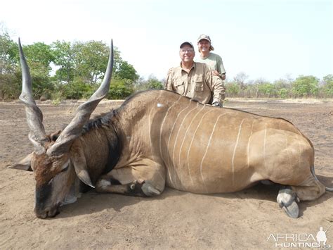 Lord Derby Eland hunted in Central Africa with Club Faune ...