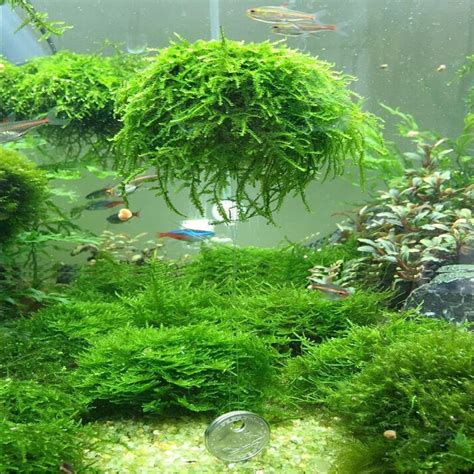 Java Moss Plants For Aquarium at Douglas Wilder blog