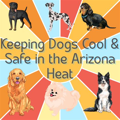 Keeping Dogs Cool in Arizona's Scorching Summer Heat