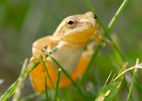 Image result for Animal Spring Peeper
