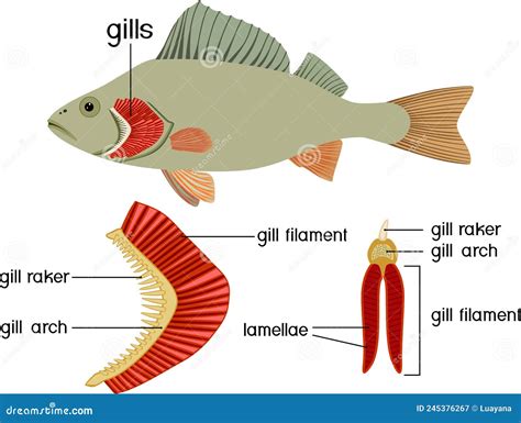 Structure of Fish Gills . Educational Material with for Biology Lesson Stock Vector ...
