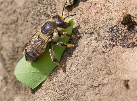 8 Buzzworthy Types of Bees | Biodiversity, Ground-Nesting, Solitary ...