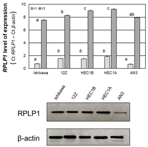 RPLP1 Is Up-Regulated in Human Adenomyosis and Endometrial ...