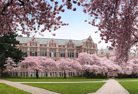 University of Washington Cherry Blossoms | Seattle | Cherry blossom ...