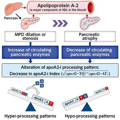Potential of Carbohydrate Antigen 19-9 and Serum Apolipoprotein A2 ...