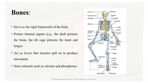 Image result for Musculoskeletal System Joints