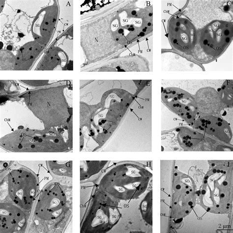 The Positive Effect of Different 24-epiBL Pretreatments on Salinity ...