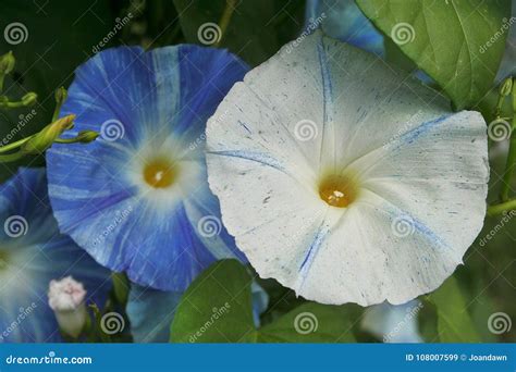 Blue and White Morning Glories Unfurl Under Summer Skies Stock Image ...