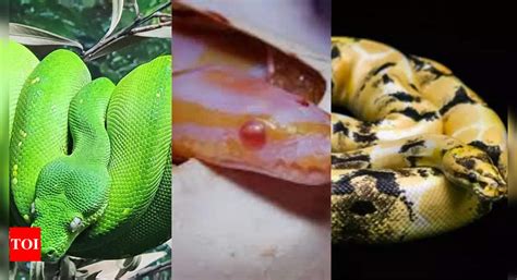 10 expensive snakes in the world including Green Tree Python, Sunset ...