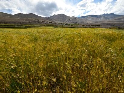 A fully organic Ladakh? | Meer