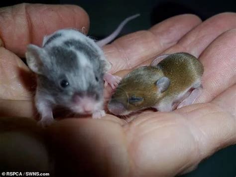 拯救老鼠幼崽行动，这个只有一分钱大的小家伙幸存下来了_腾讯新闻