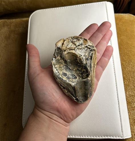 Image result for SC Shells