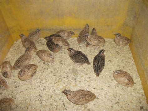 Nutztiere Kleinanzeigen | Nutztiere Annoncen | Nutztiere Inserate ...