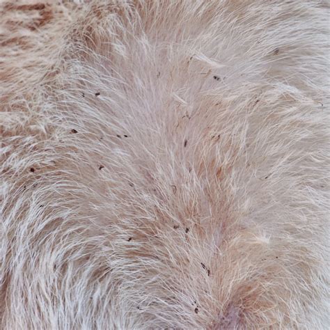 Fleas On Dogs: The Top 10 Questions Itching To Be Answered