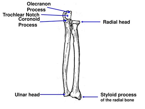 PPT - Bones Review PowerPoint Presentation, free download - ID:1013421