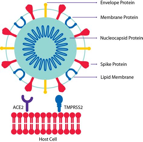 Coronavirus (SARS-CoV-2) Viral Proteins