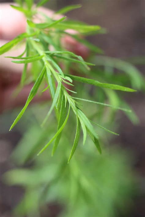 25 culinary herbs 🌿 🍲 Elevate your dishes with flavorful additions