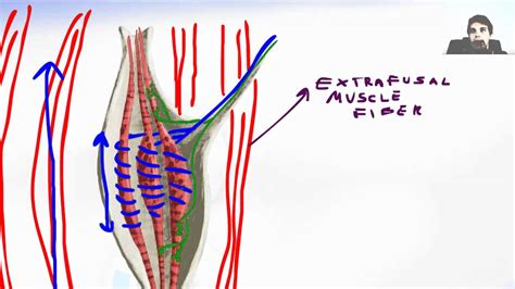 Muscle Spindle Stretch Reflex 的图像结果