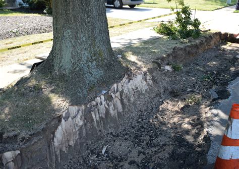 Tree Removal Failures 的图像结果