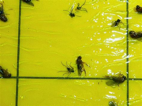 Fruit Flies Vs Gnats