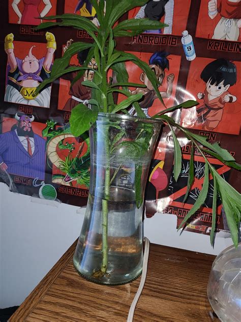 Will these horse weed propagate : r/propagation