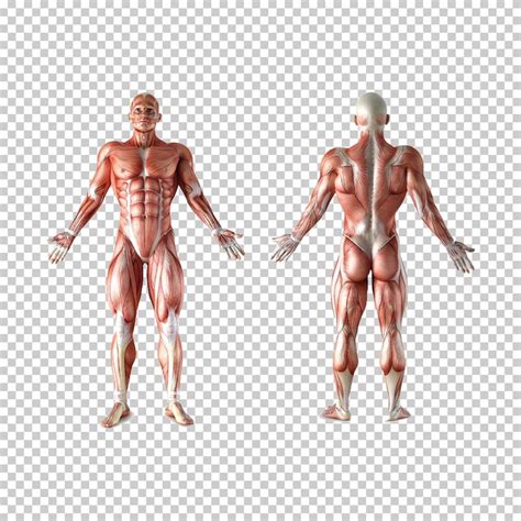 Human body muscle nomenclature PSD, High Quality Free PSD Templates for ...