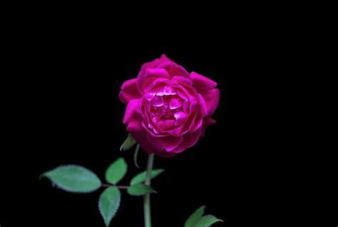 Image result for HTML Class Bunga