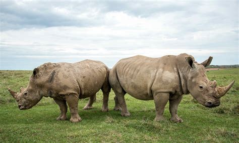 White Rhino | International Rhino FoundationInternational Rhino Foundation