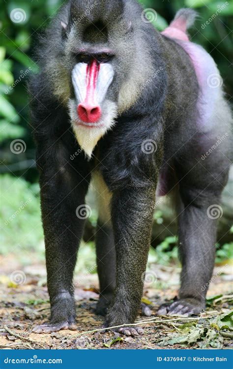 Mandrill Baboon stock image. Image of baboons, apes, nature - 4376947