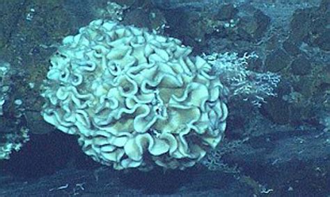 Giant Amoeba Marianas Trench