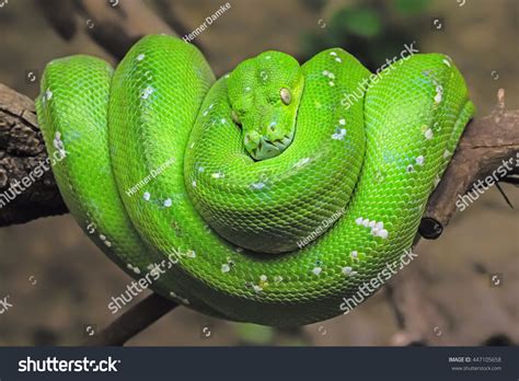 Image result for Queensland Python